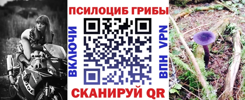 Псилоцибиновые грибы Cubensis  Вышний Волочёк 